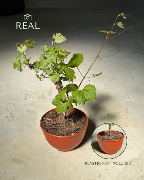 Parra Bonsái - Vitis Vinifera - Pur Plant