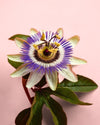 Passiflora M - Pur Plant