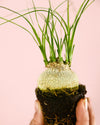 Pata de Elefante Mini - Pur Plant