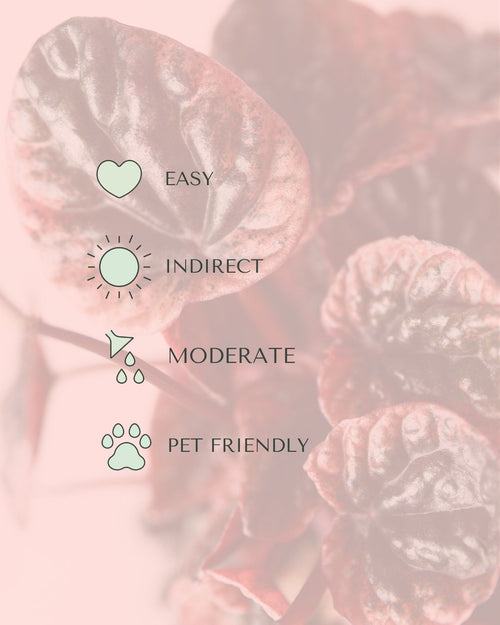 peperomia-abricot-m-care