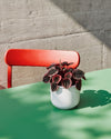 peperomia-abricot-m-context