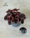 peperomia-abricot-m-real