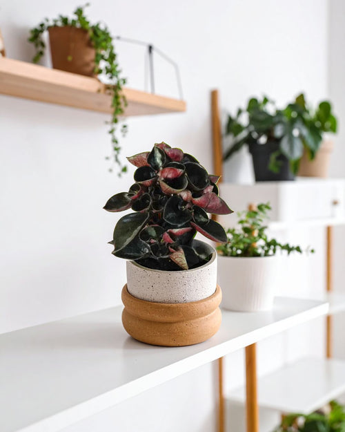 Peperomia Albovittata Colombiana Mini - Pur Plant