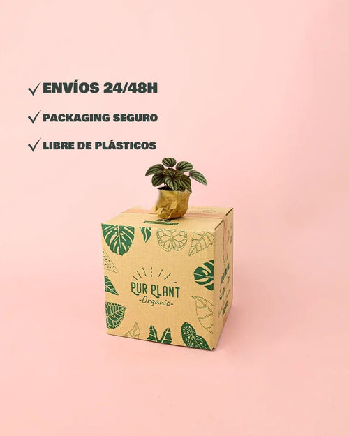 Peperomia Albovittata Mini - Pur Plant