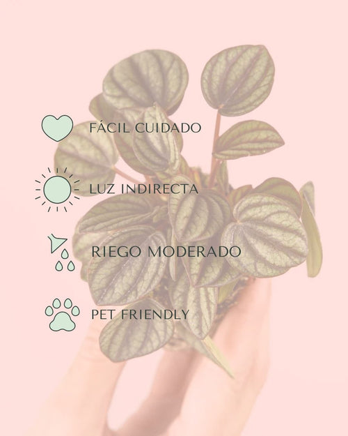 Peperomia Albovittata Mini - Pur Plant