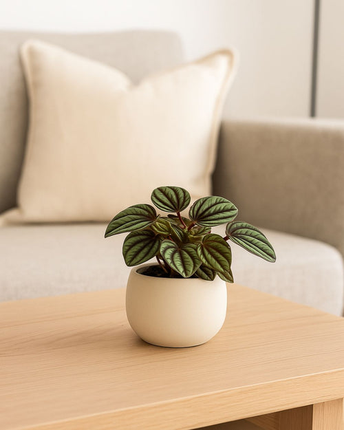 Peperomia Albovittata Mini - Pur Plant