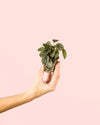 Peperomia Albovittata Mini - Pur Plant