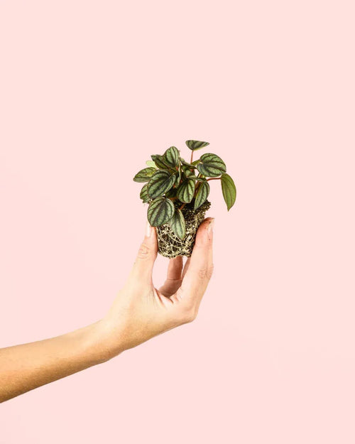 Peperomia Albovittata Mini - Pur Plant