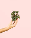 Peperomia Albovittata Mini - Pur Plant