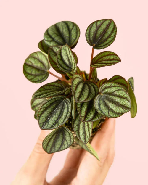 Peperomia Albovittata Mini - Pur Plant