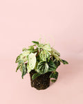 Peperomia Buenos Aires M