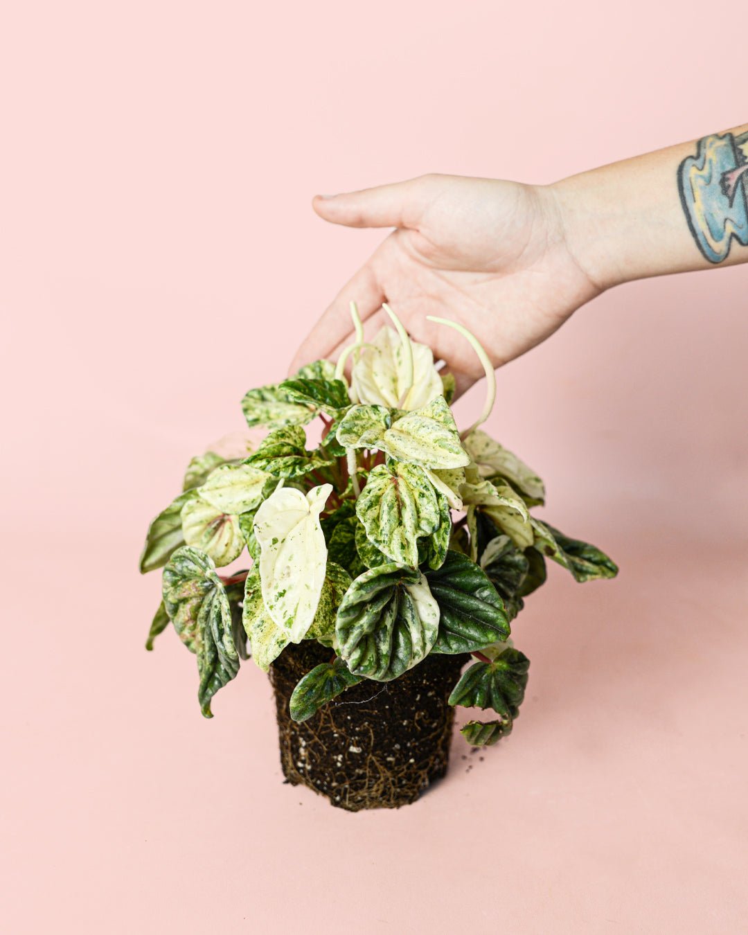 Peperomia Buenos Aires M - Pur Plant