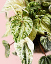 Peperomia Buenos Aires M - Pur Plant