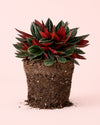 Peperomia Caperata Rosso M - Pur Plant