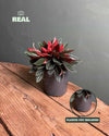 Peperomia Caperata Rosso M - Pur Plant