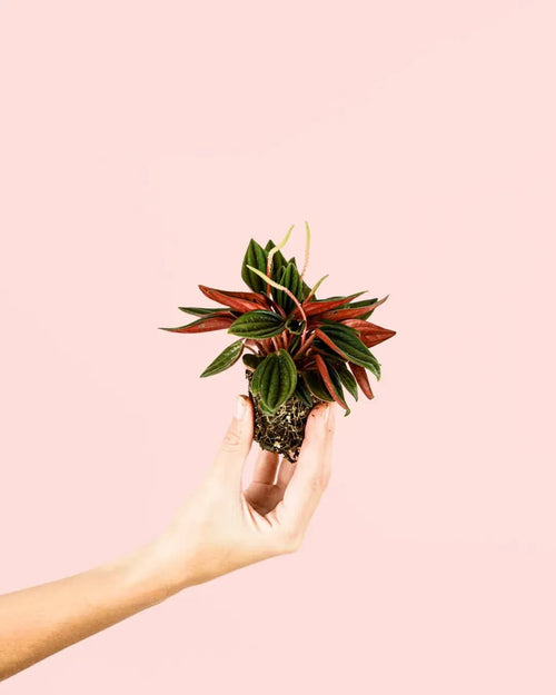 Peperomia Caperata Rosso Mini - Pur Plant