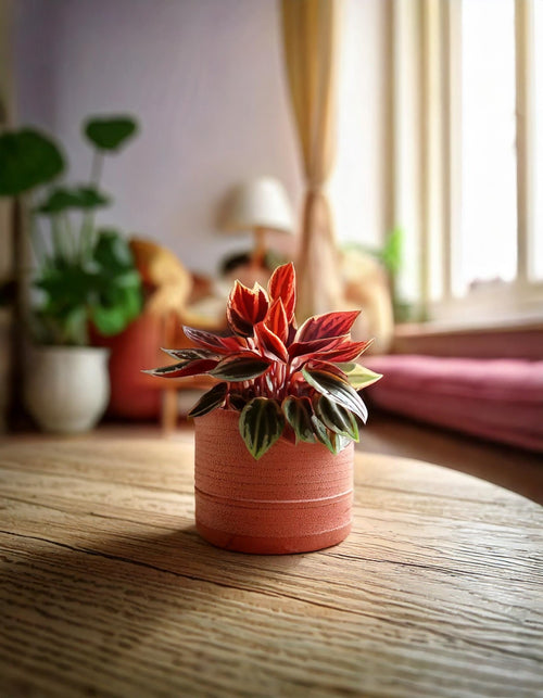 Peperomia Caperata Rosso Mini - Pur Plant
