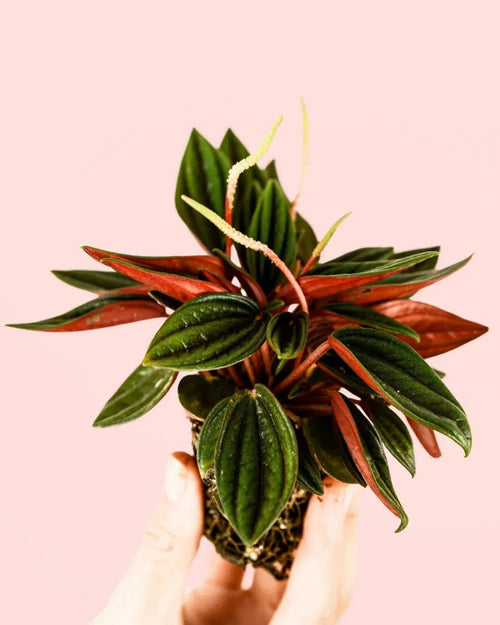 Peperomia Caperata Rosso Mini - Pur Plant