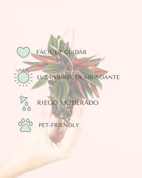 Peperomia Caperata Rosso Mini - Pur Plant
