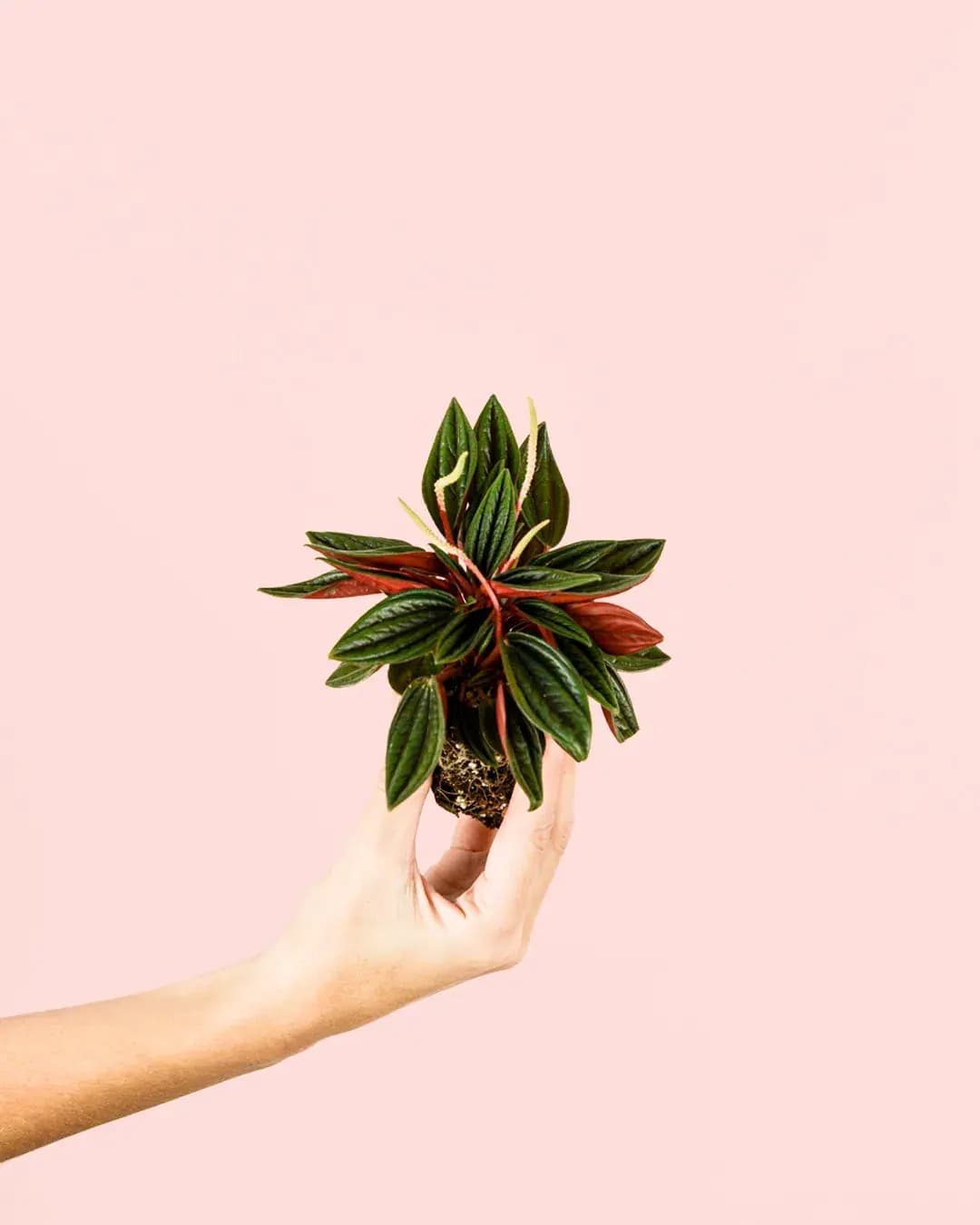 peperomia-caperata-rosso-mini_2