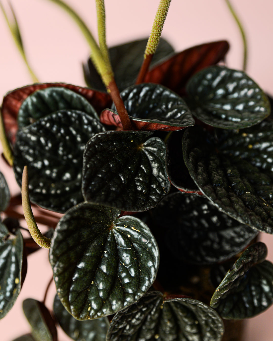 peperomia-chocolate-hoja