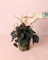Peperomia Chocolate M - Pur Plant