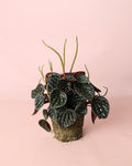 Peperomia Chocolate M