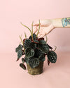 peperomia-chocolate-planta
