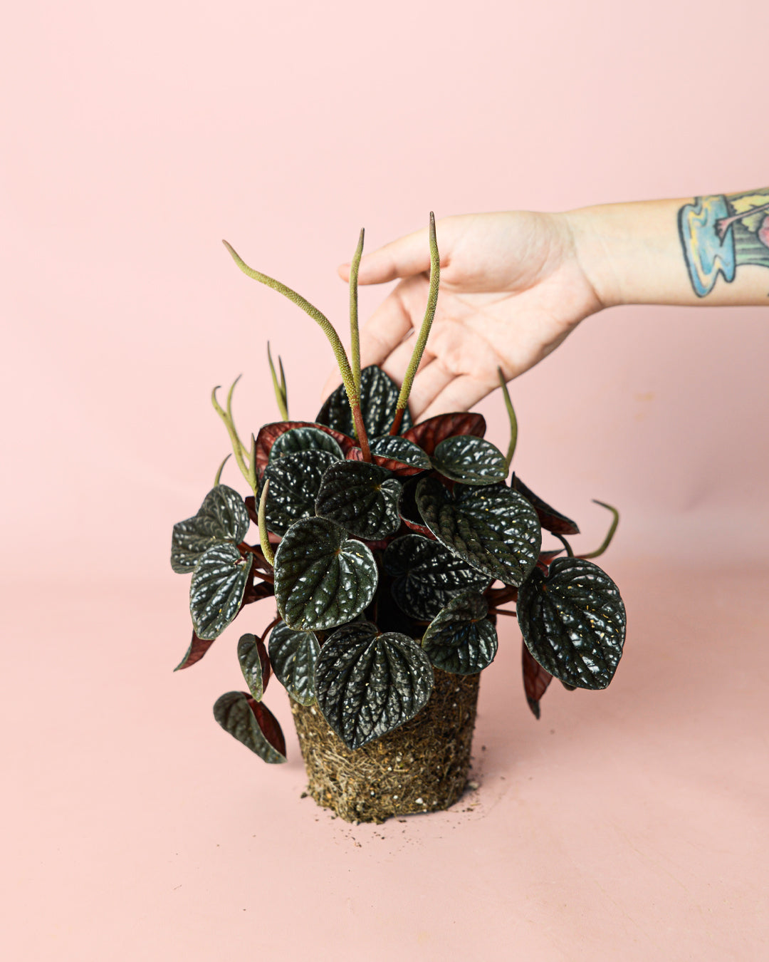peperomia-chocolate-planta