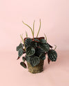peperomia-chocolate