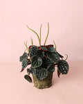 Peperomia Chocolate