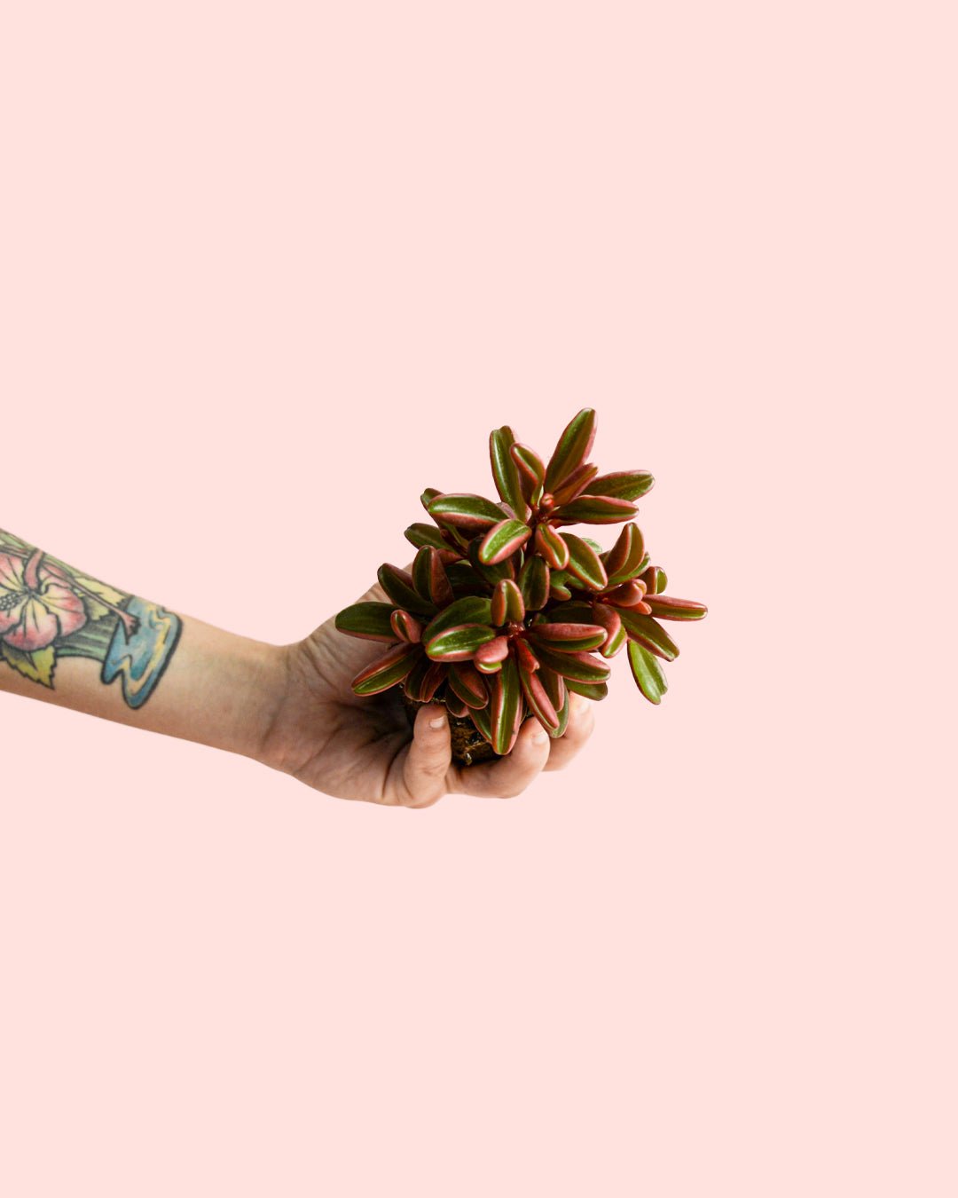 Peperomia Graveolens Mini - Pur Plant