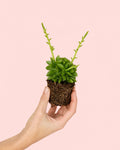 Peperomia Happy Bean Mini