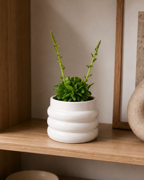 Peperomia Happy Bean Mini - Pur Plant