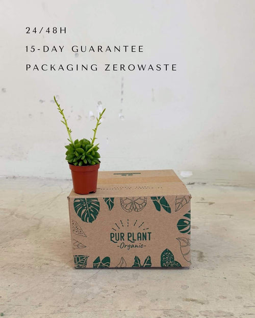 Peperomia Happy Bean Mini - Pur Plant