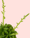 Peperomia Happy Bean Mini - Pur Plant