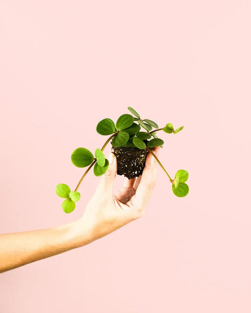 Peperomia Hope Mini - Pur Plant