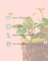 Peperomia Hope Mini - Pur Plant