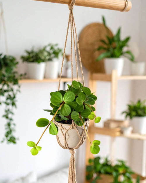 Peperomia Hope Mini - Pur Plant