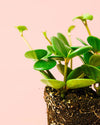 Peperomia Hope Mini - Pur Plant