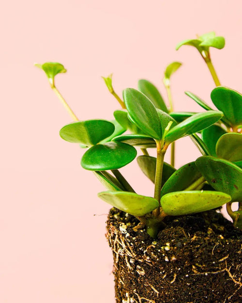 Peperomia Hope Mini - Pur Plant