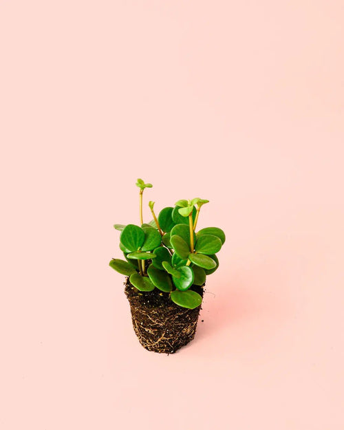 Peperomia Hope Mini - Pur Plant