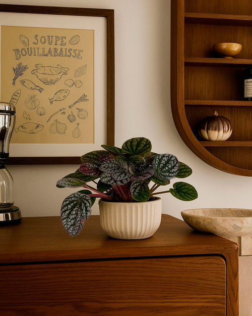 Peperomia Lucinda M - Pur Plant
