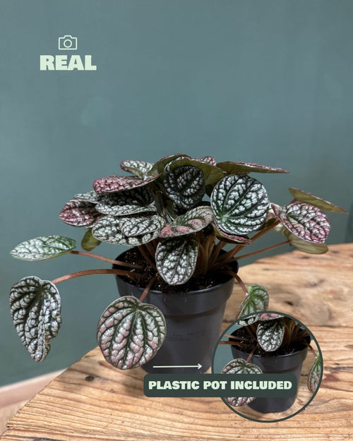 Peperomia Lucinda M - Pur Plant