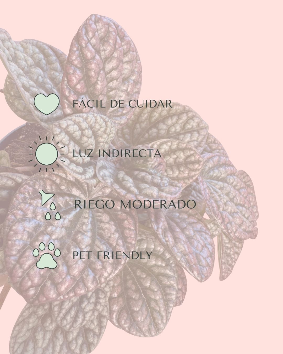 Peperomia Lucinda M - Pur Plant
