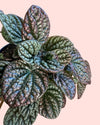 Peperomia Lucinda M - Pur Plant