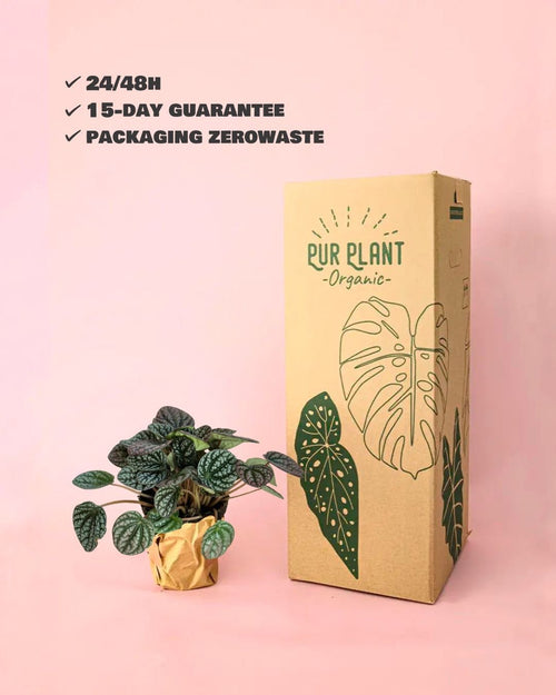 Peperomia Lucinda M - Pur Plant
