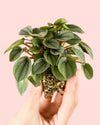Peperomia Milano Mini - Pur Plant