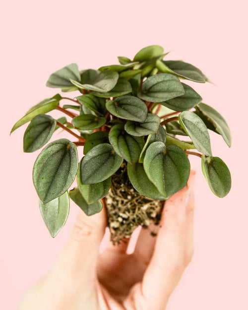 Peperomia Milano Mini - Pur Plant