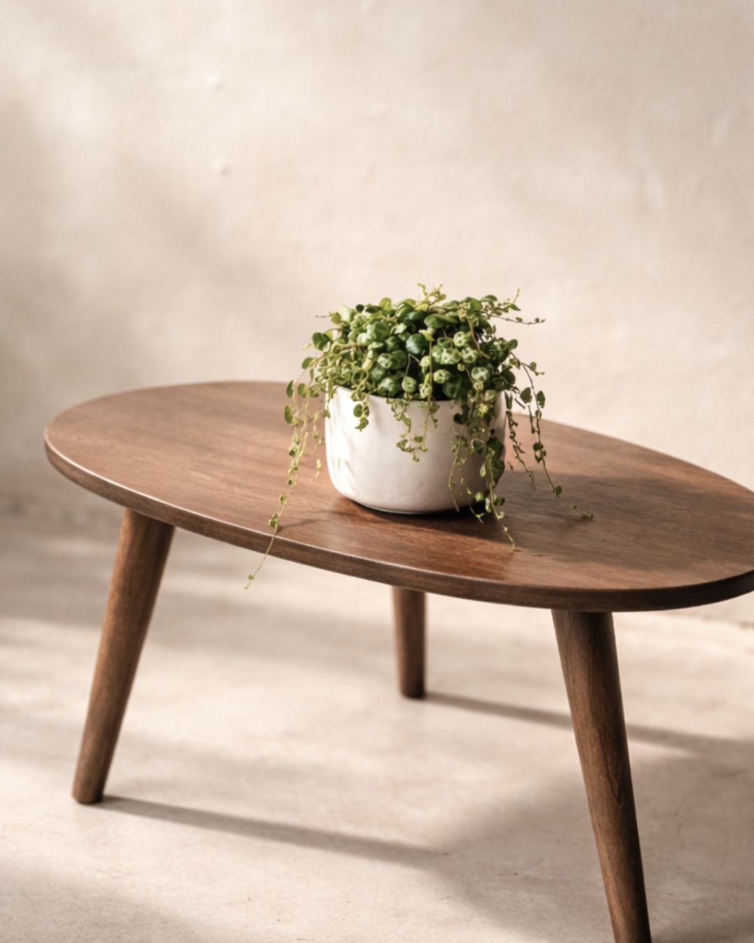 peperomia-mini-prostrata-context